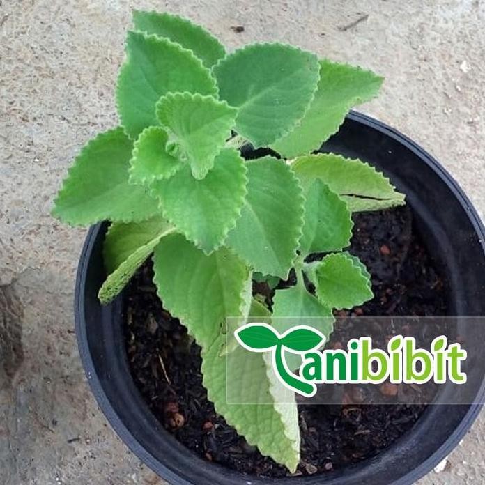

Terlaris Bibit Pohon Jintan Putih - Tanaman Daun Bangun-Bangun - Herbal