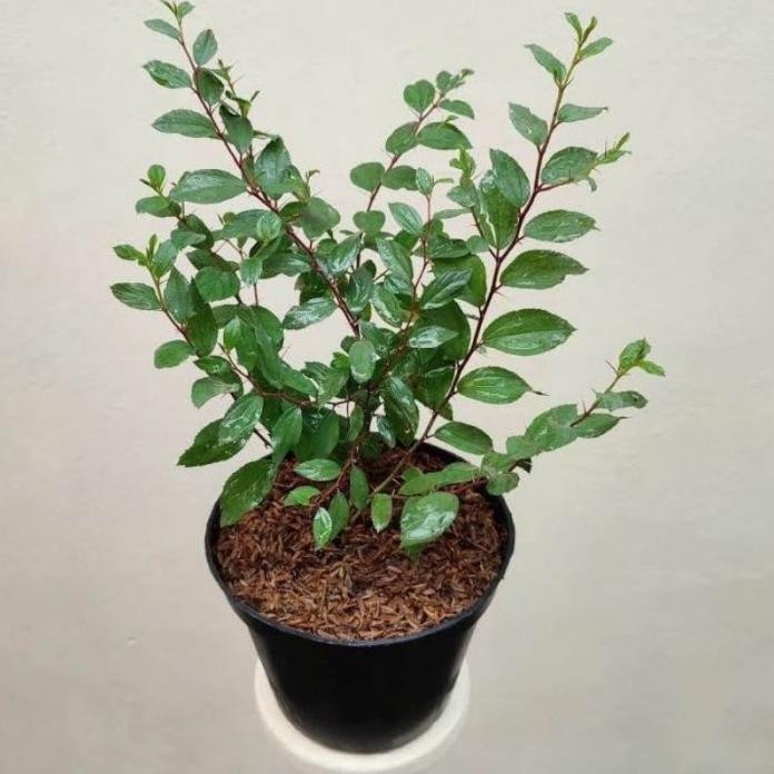 

Terlaris Tanaman Herbal Bidara Arab