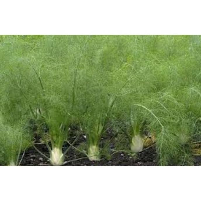 

Terlaris Bibit Tanaman Adas/Adas Pulowaras Tanaman Herbal