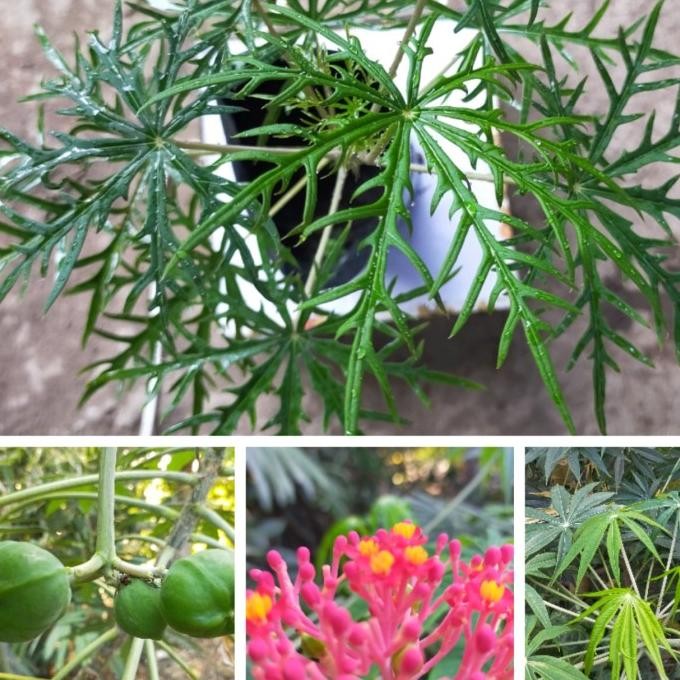 

Terlaris Bibit Tanaman Herbal Yodium Atau Tanaman Betadine Murah