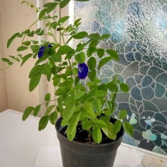 

Terlaris Tanaman Herbal Kembang Telang Sudah Berbunga+ Pot