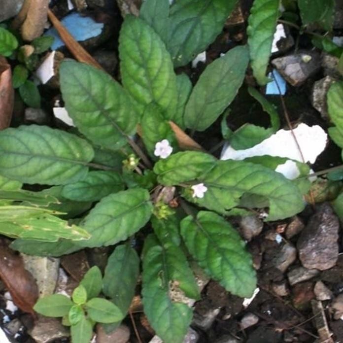 

Terlaris Tanaman Herbal Gempur Batu