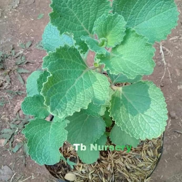 

Terlaris Bangun Bangun Bibit Tanaman Herbal Bangun Bangun