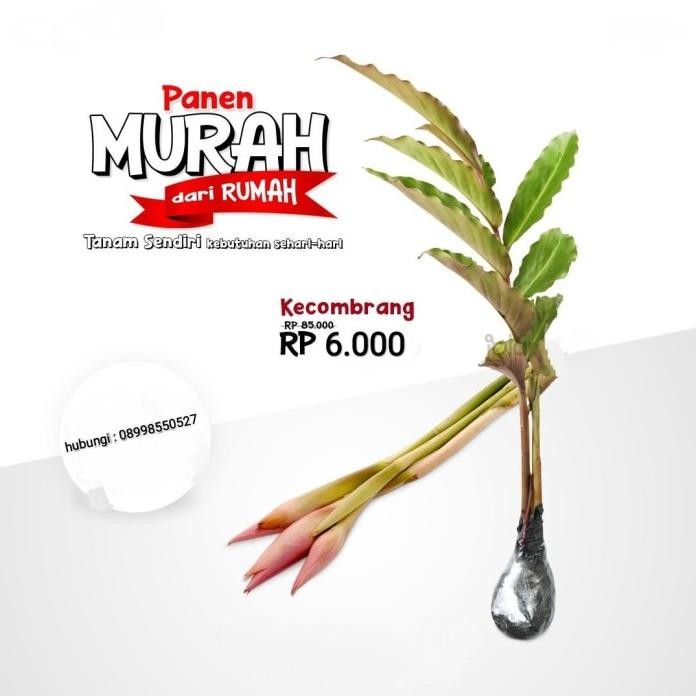 

Terlaris Tanaman Herbal Kecombrang Hinje - Tanaman Bunga Kecombrang