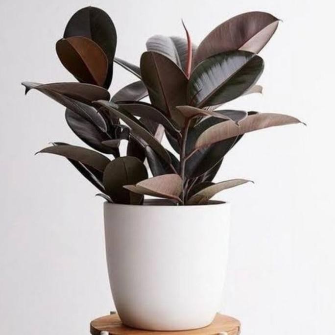 

Terlaris Tanaman Hias Indoor Karet Kebo Merah Ficus Elastica / Tanaman Herbal