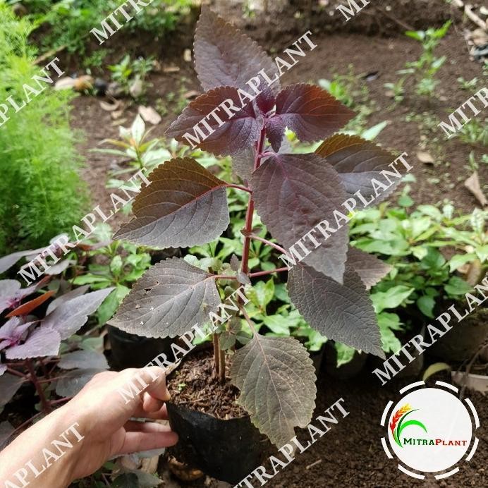 

Terlaris Bibit Tanaman Daun Jawer Kotok - Pohon Miana Iler - Tanaman Herbal