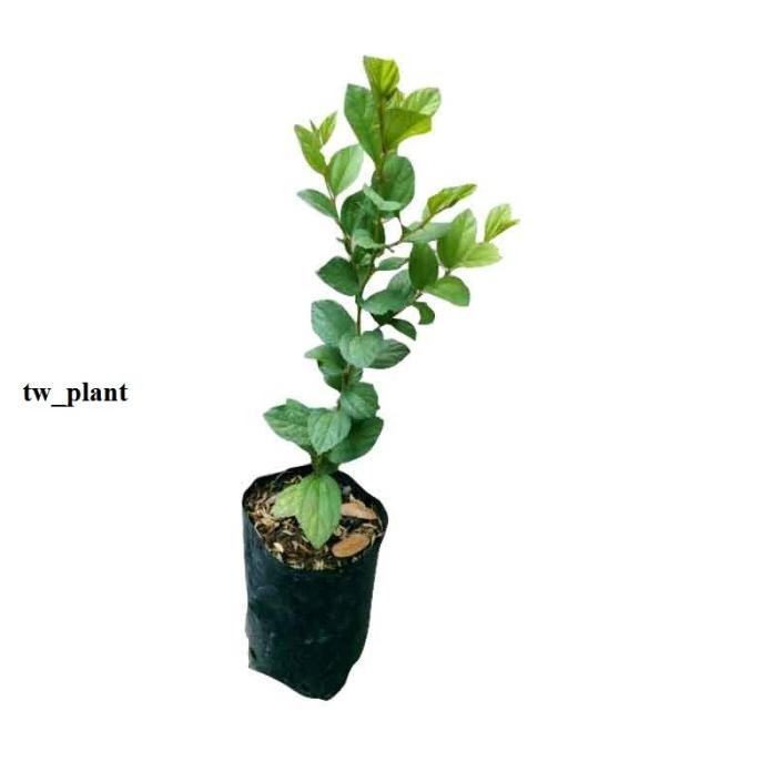 

Terlaris Bibit Bidara Arab Asli Tinggi Super- Tanaman Herbal