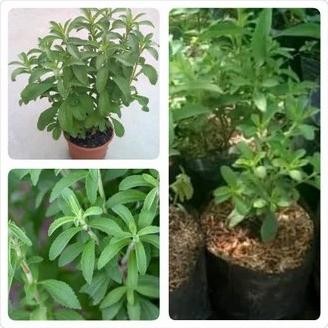 

Terlaris Bibit Tanaman Herbal Daun Stevia - Daun Pemanis Pengganti Gula