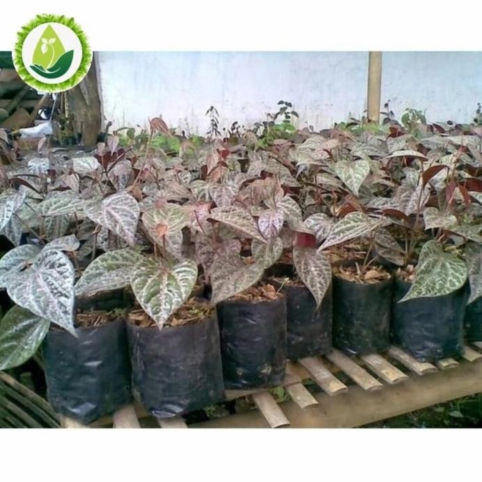 

Terlaris Fresh Bibit Stek Sirih Merah Tanaman Herbal