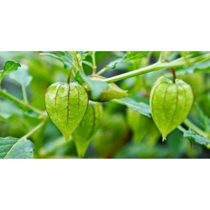 

Terlaris Obral Tanaman Herbal Ciplukan/Bibit Pohon Herbal Ciplukan