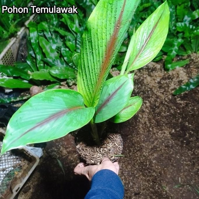 

Terlaris Tanaman Herbal Temulawak - Pohon Herbal Temulawak