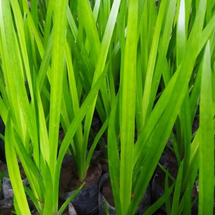

Terlaris Bibit Dlingo Tanaman Herbal