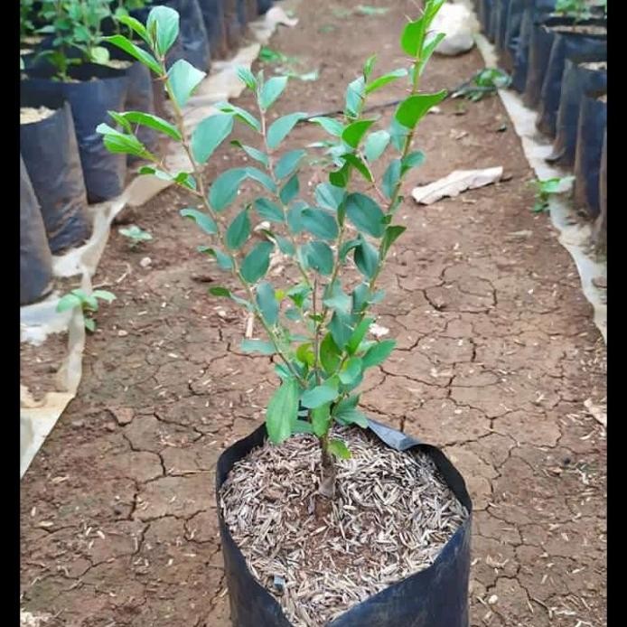 

Terlaris Tanaman Hias Bidara Arab /Pohon Herbal