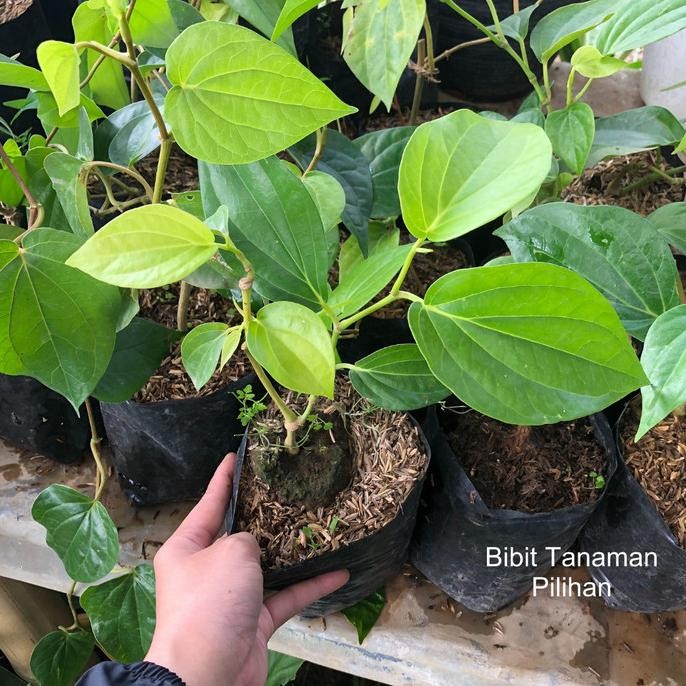 Terlaris Bibit Sirih Temu Rose Hijau Daun Ketemu Ruas Ros Ruas Herbal Tanaman Pohon  Piper Betle Oba