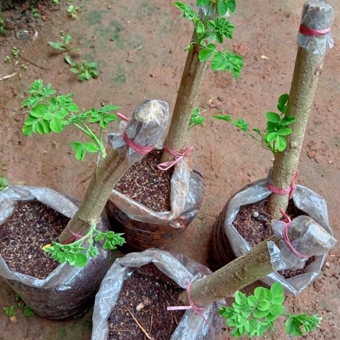 

Terlaris Bibit Setek Pohon Kelor/Tanaman Herbal Kelor Sudah Tumbuh Siap Tanam