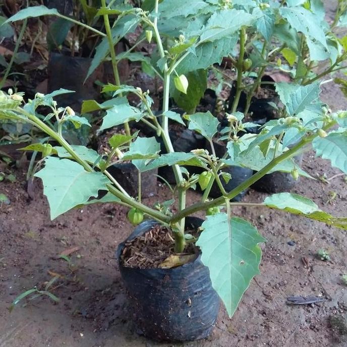 

Terlaris Herbal Tanaman Ciplukan/ Cecendet-Pohon Ciplukan