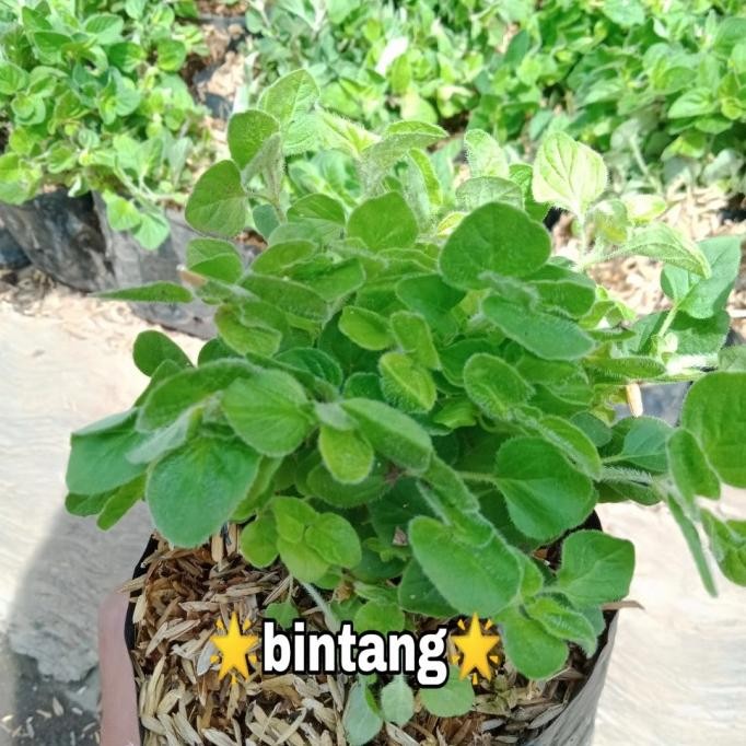 

Terlaris Tanaman Herbal Oregano Greek | Bibit Tanaman Oregano Bumbu Masakan - R