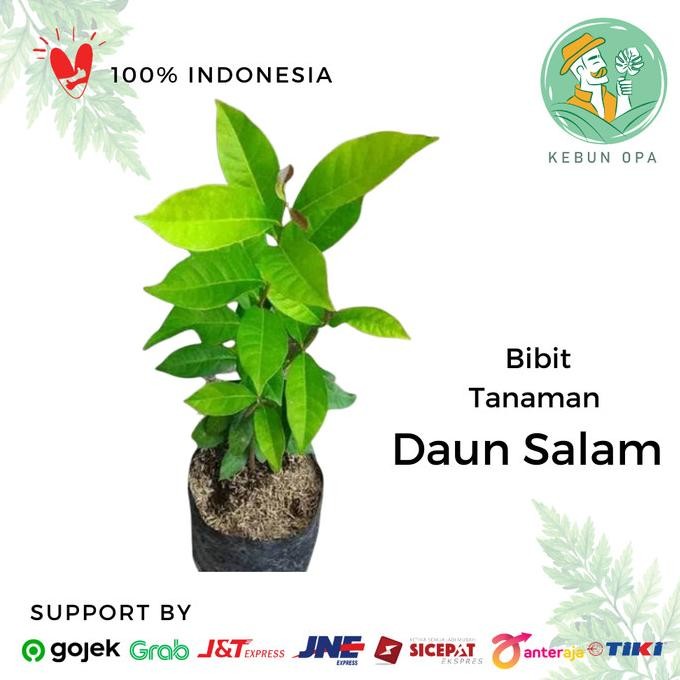 

Terlaris Bibit Tanaman Daun Salam Tanaman Bumbu Dapur Daun Rempah