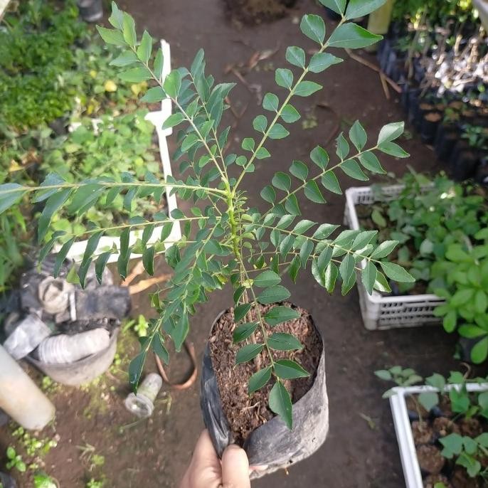 

Terlaris Bibit Tanaman Daun Kari Koja/Salam Koja