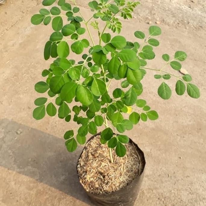 

Terlaris Bibit Kelor Tanaman Pohon Daun Bibit Daun Kelor Pohon Kelor