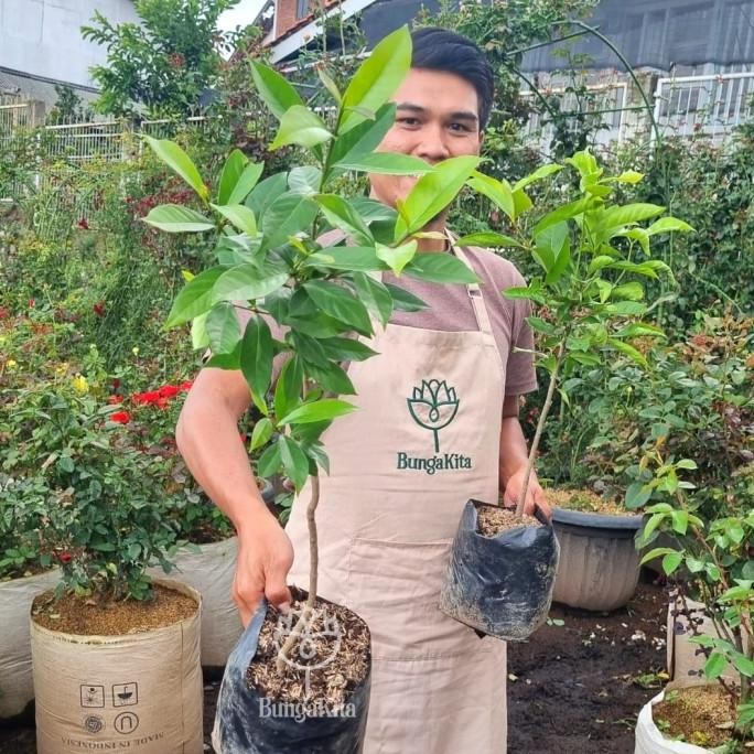 

Terlaris Bibit Pohon Daun Salam