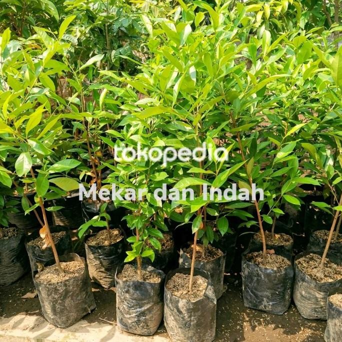 

Terlaris Bibit Pohon Salam Bumbu Dapur, Pohon Daun Salam Bumbu Masakan