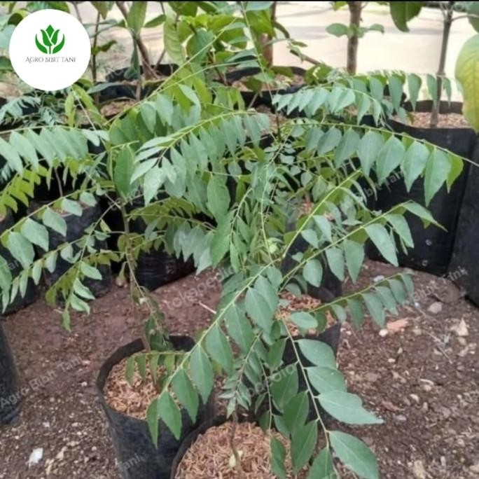 

Terlaris Pohon Daun Kari / Salam Koja - Bibit Salam Koja Temurui