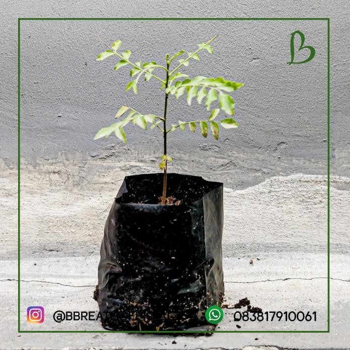 

Terlaris Bibit Tanaman Daun Kari / Salam Koja Include Akar , Pupuk, Polybag