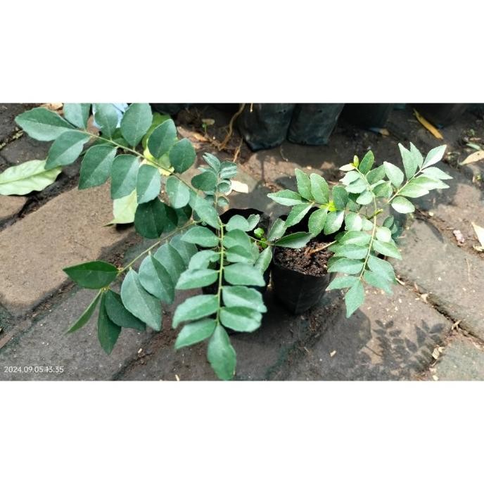 

Terlaris Bibit Salam Koja / Bibit Tanaman Salam Koja / Bibit Pohon Salam Koja / Bibit Daun Kare / Bibit Daun Kari