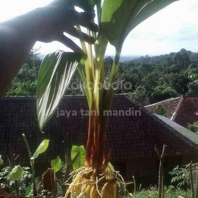

Terlaris Bibit Temu Kunci Herbal