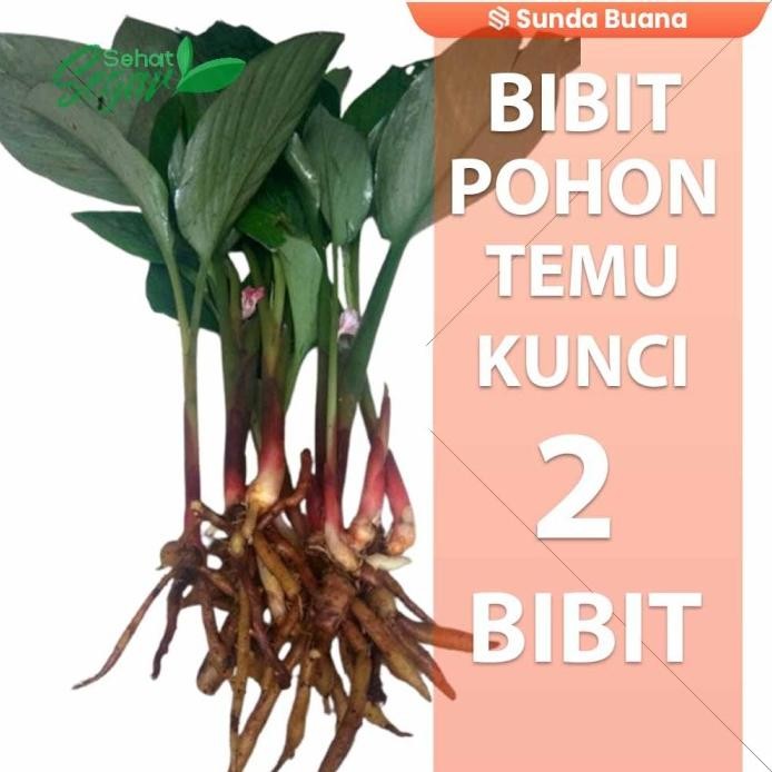 

Terlaris Bibit Tanaman Temu Kunci Sudah Tumbuh Kualitas Unggul 2 Bibit