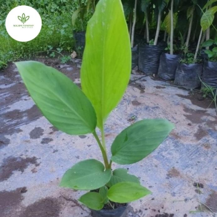 

Terlaris Bibit Tanaman Temu Kunci Herbal