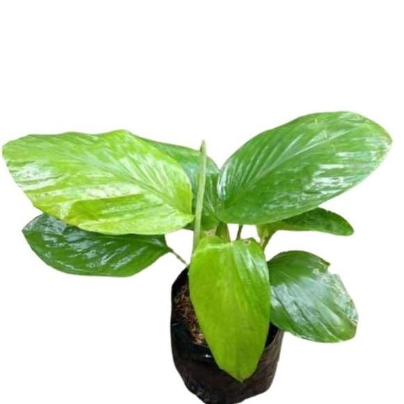 

Terlaris Best Seller Jual Bibit Temu Kunci Kunyit Temu Kunci Obat Herbal