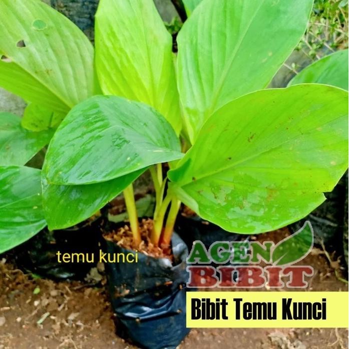 

Terlaris Bibit Tanaman Temu Kunci - Pohon Akar Temu Kunci Herbal Eeee