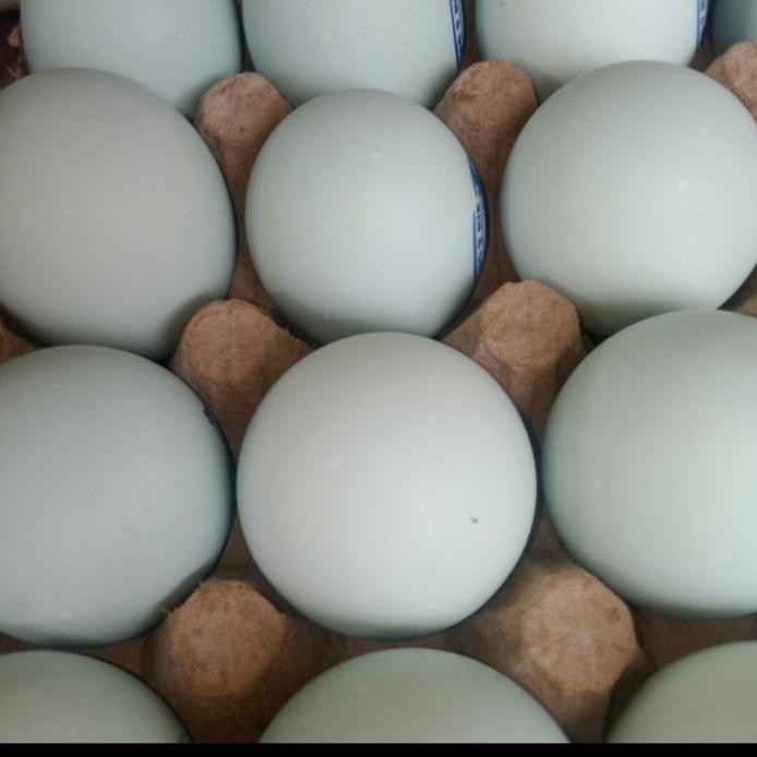 

Terlaris Telor Bebek Asin Mateng Per Biji