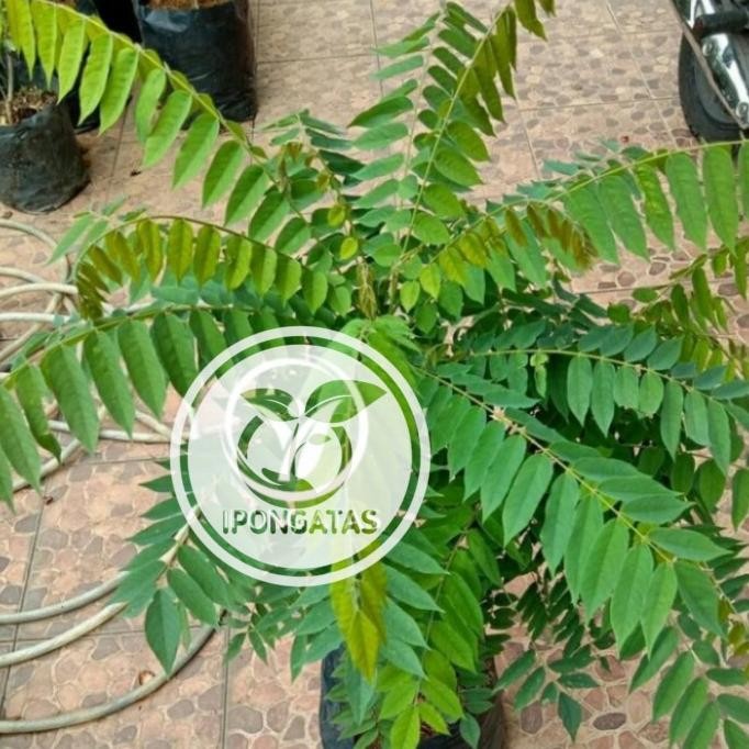 

Terlaris Bibit Pohon Salam Koja/Temuru/Daun Kari