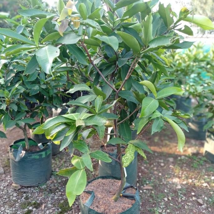 

Terlaris Bibit Jambu Air Citra P50 Batang Dan Akar Sudah Kuat Siap Tanam Pot
