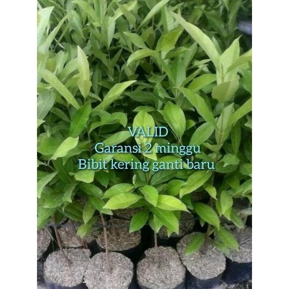 

Terlaris Bibit Daun Salam Murah Banyak Manfaat