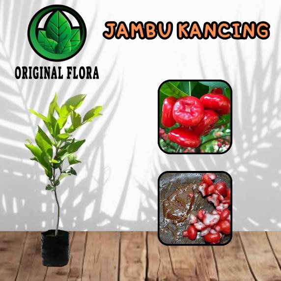 Terlaris Bibit Jambu Air Kancing Tanaman Jambu Pohon Jambu Kancing