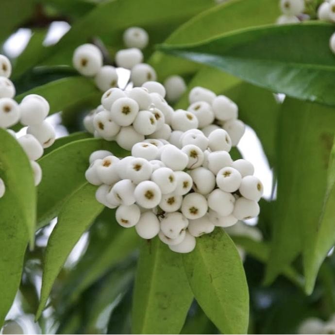 

Terlaris Bibit Pohon Buah Jambu Air Nasi Nasi/ Jambu Air Putih Langka