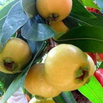 

Terlaris Bibit Tanaman Buah Jambu Air Mawar Si Wangi