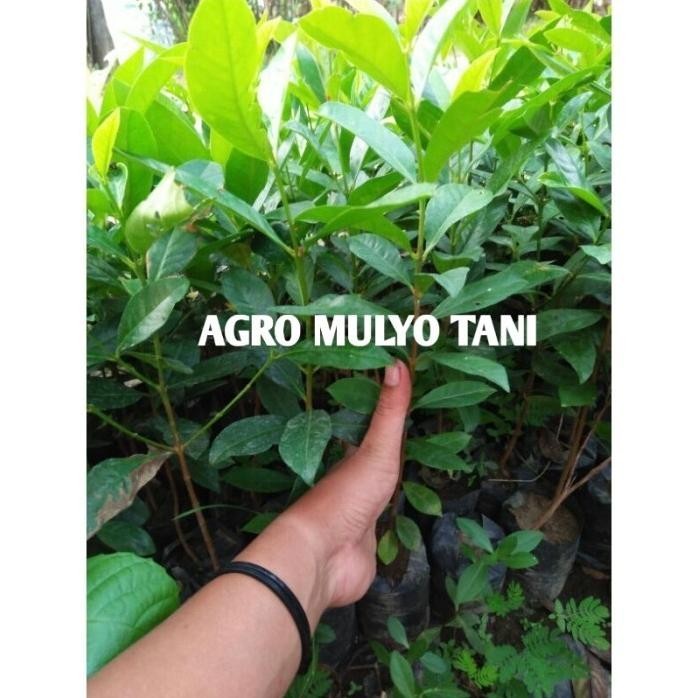 

Terlaris Bibit Daun Salam (Beli 10 Gratis 1 Bibit)
