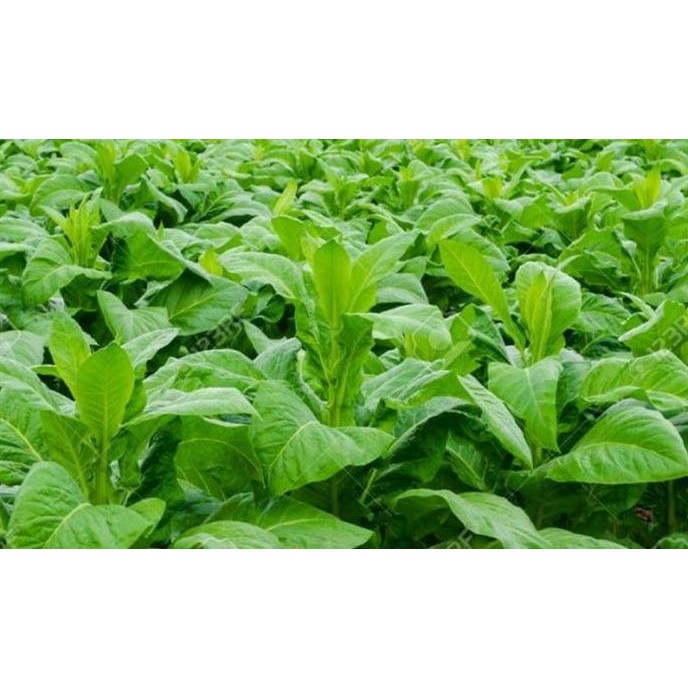

Terlaris 60 Butir) Biji Benih Tanaman Herbal Tembakau