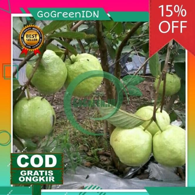 

Terlaris Bibit Tanaman Jambu Sukun Kristal (Kondisi Berbuah/Berbunga)