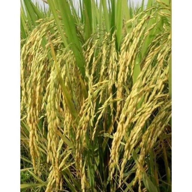 

Terlaris Padi Dan Benih Benih Padi Trisakti 5Kg Premium Quality