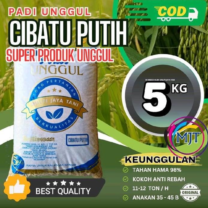 

Terlaris Benih Padi Cibatu Putih 5Kg 100% Asli Untuk Produksi Padi Lebih Tinggi Dan Tahan Hama
