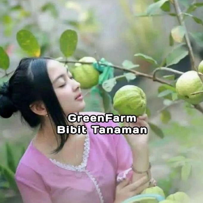 

Terlaris Bibit Jambu Siumik Pala Okulasi Genjah Bisa Untuk Tabulampot