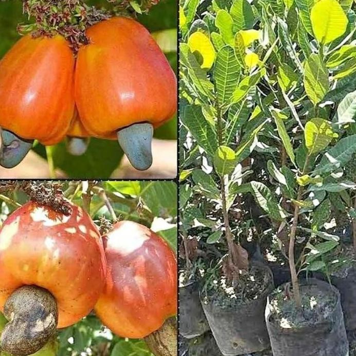 

Terlaris Bibit Jambu Mente Monyet