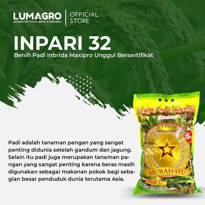 

Terlaris Benih Padi Inpari 32 5Kg Maxipro Bibit Pari Inbrida Unggul Dan Bersertifikat 5 Kilogram
