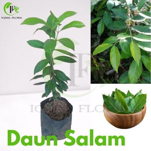 

Terlaris Pohon Daun Salam Bibit Tanaman Daun Salam Tanaman Daun Salam Buat Penyedap Masakan